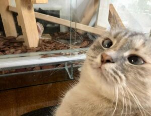 benefits of alletomir wealth management