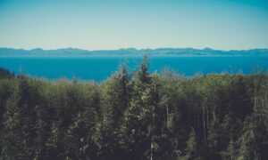 bvostfus python issue fix