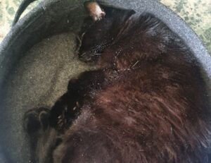 gdtj45 builder software