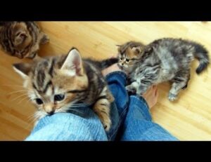 how to run genboostermark python in online