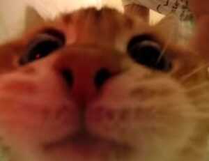 is obernaft coming out in 2023