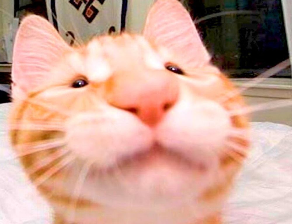 mozillod5.2f5