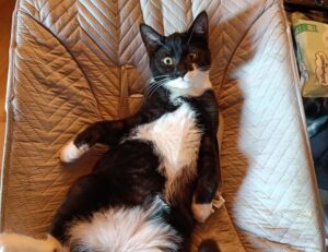 trend of meetshaxs software