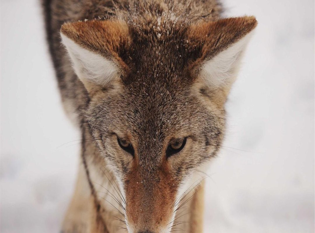 Reliable (and Legal) Alternatives for Watching Live Sports