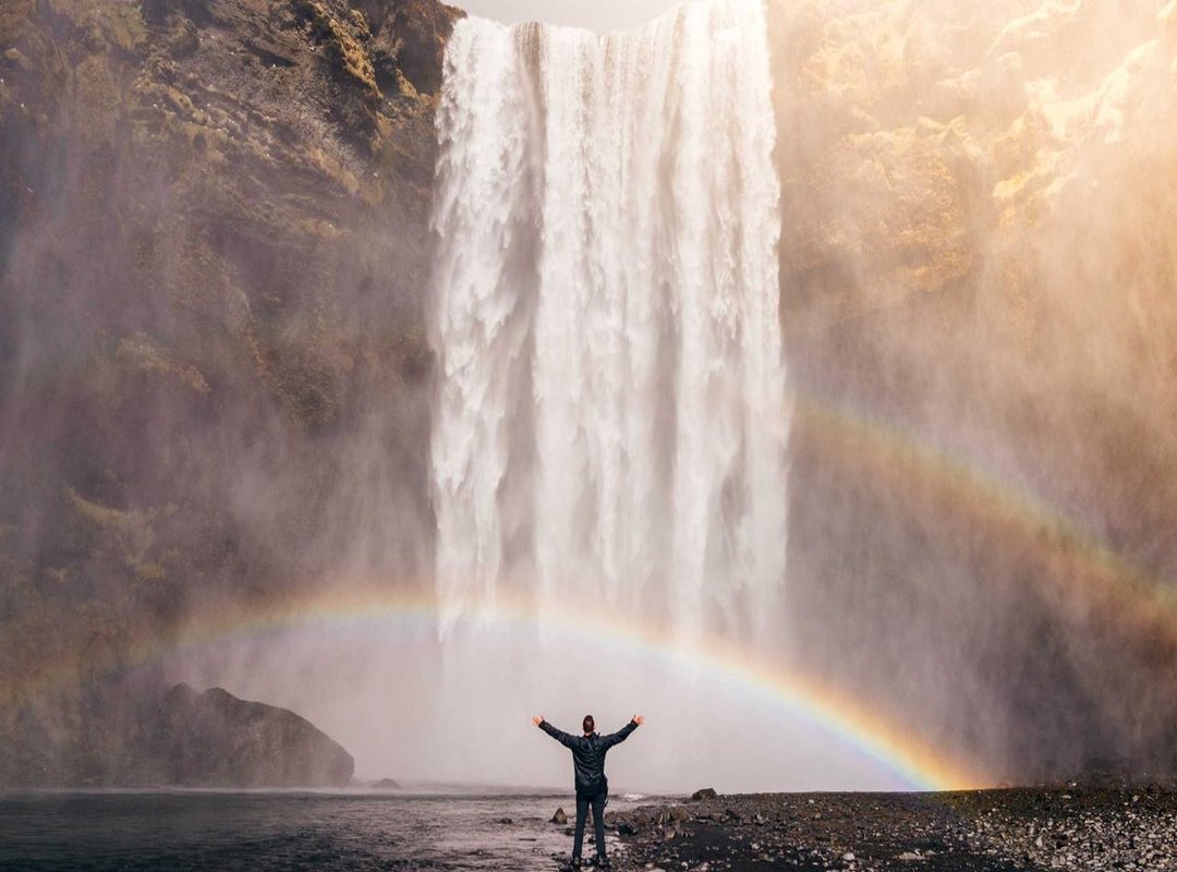 Beyond the Joke: What to Actually Do If a Bee Stings Your Dog