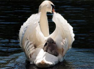 swan lake story for dummies